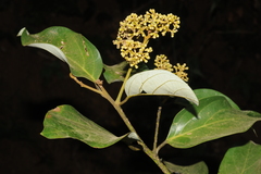 Cryptocarya wightiana